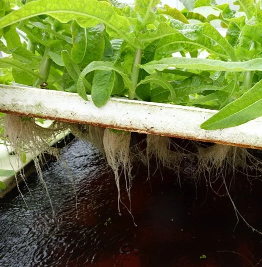 commercial aquaponics system
