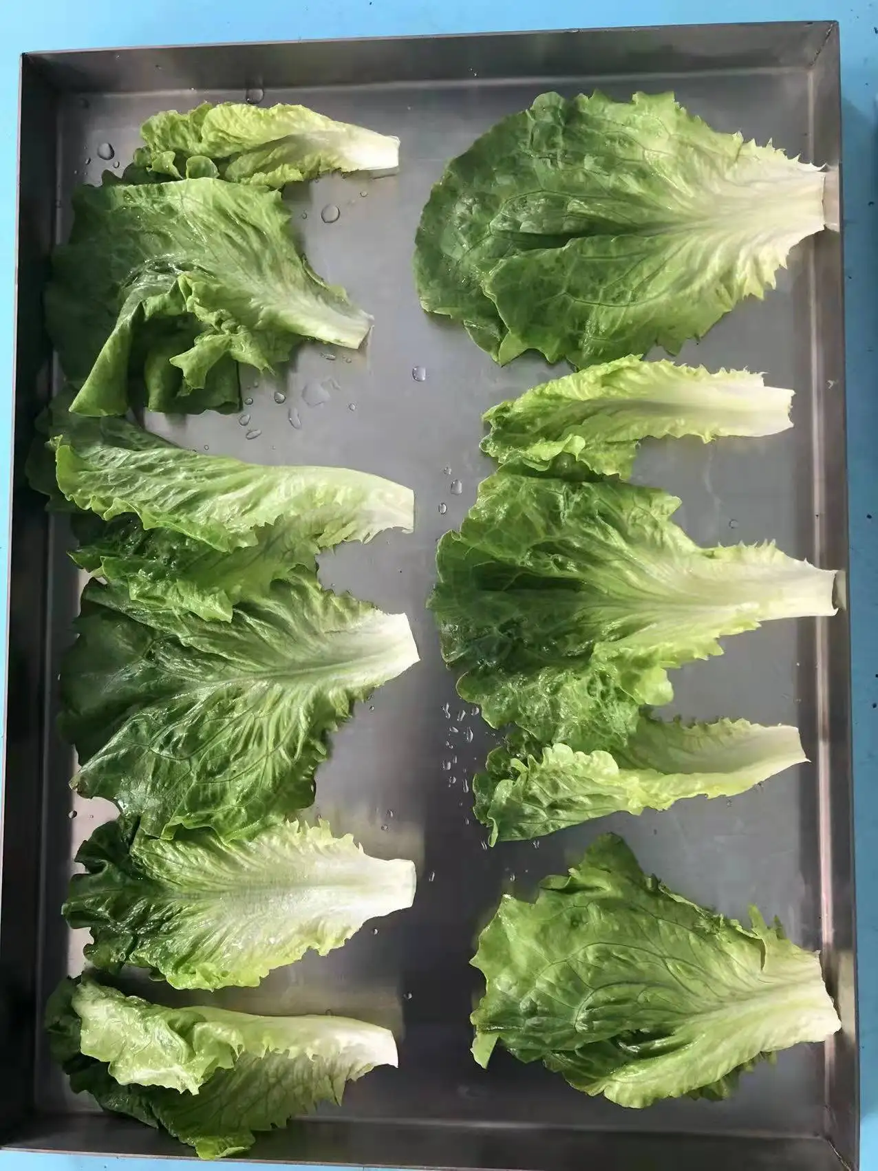 2021 Industrial Food Freeze Dryer Machine from China Manufacturer Home Small Mini Vacuum Freeze Dryers Lyophilizer for Sale