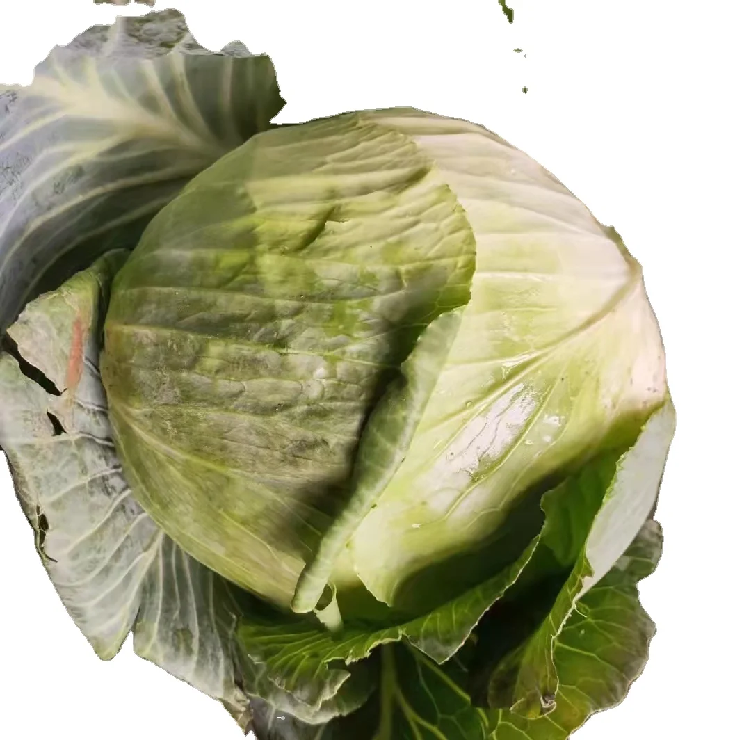 Чистая натуральная и экологически чистая Зеленая капуста, свежая капуста на продажу, пекинская капуста