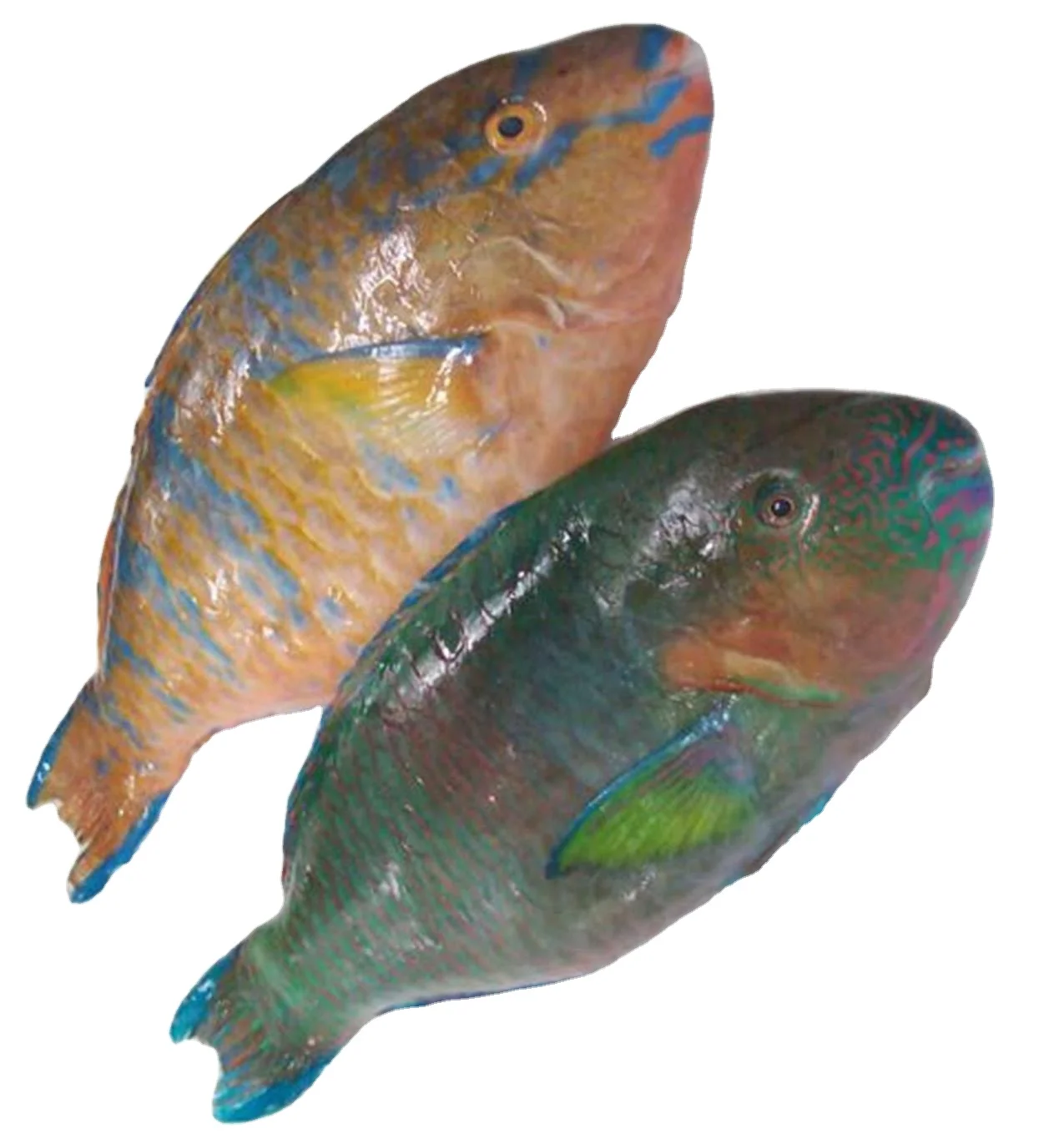 Frozen parrot fish high quality, best selling of CN