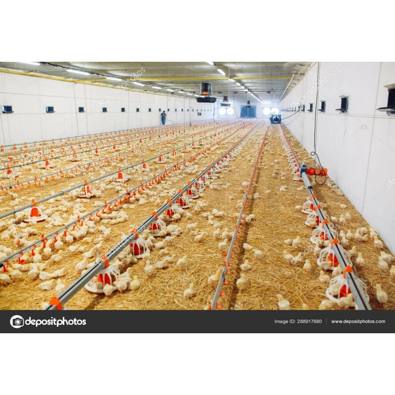 Portal framing light weight steel fabricator steel poultry house steel structure chicken egg layer building