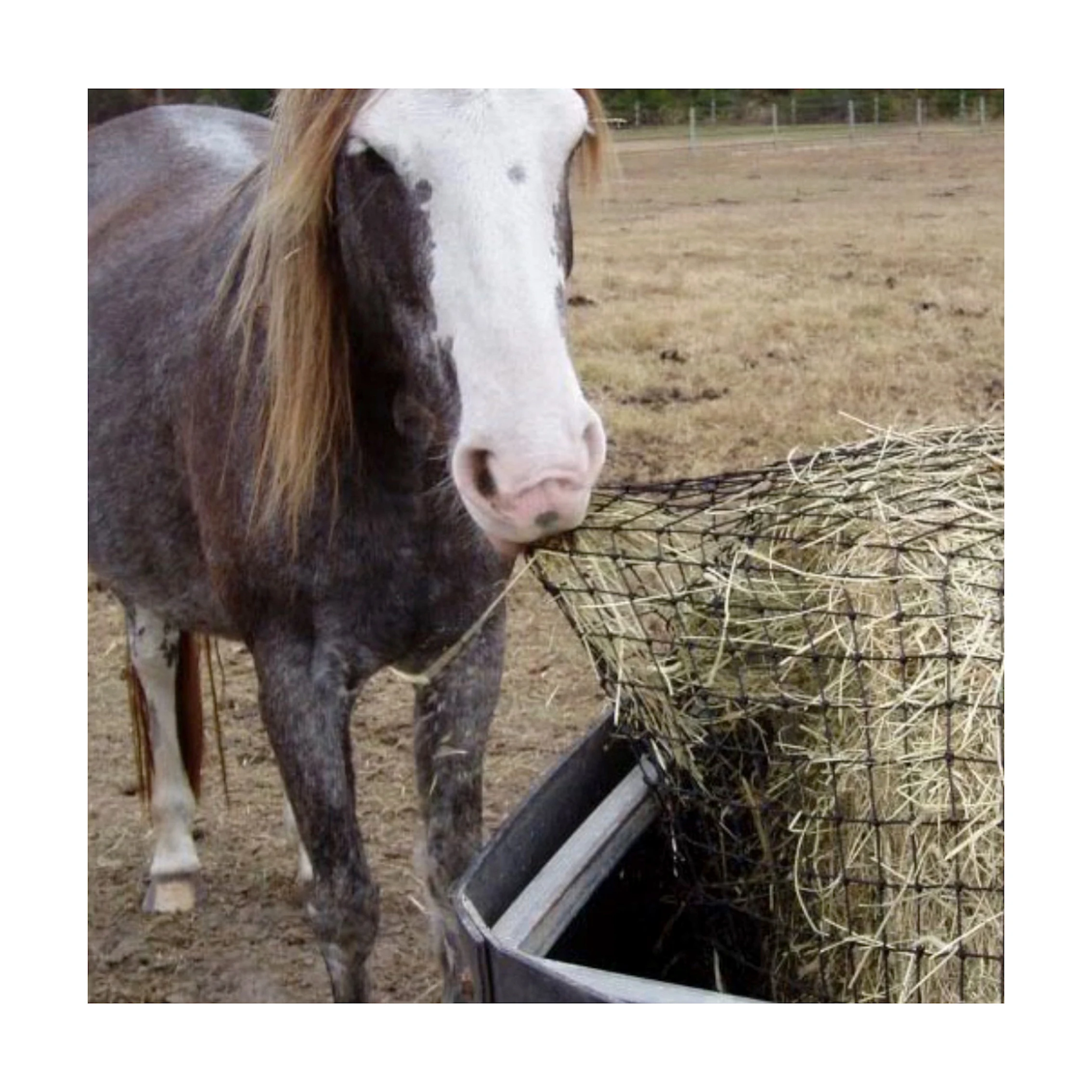 factory horse care products ridding first-horse