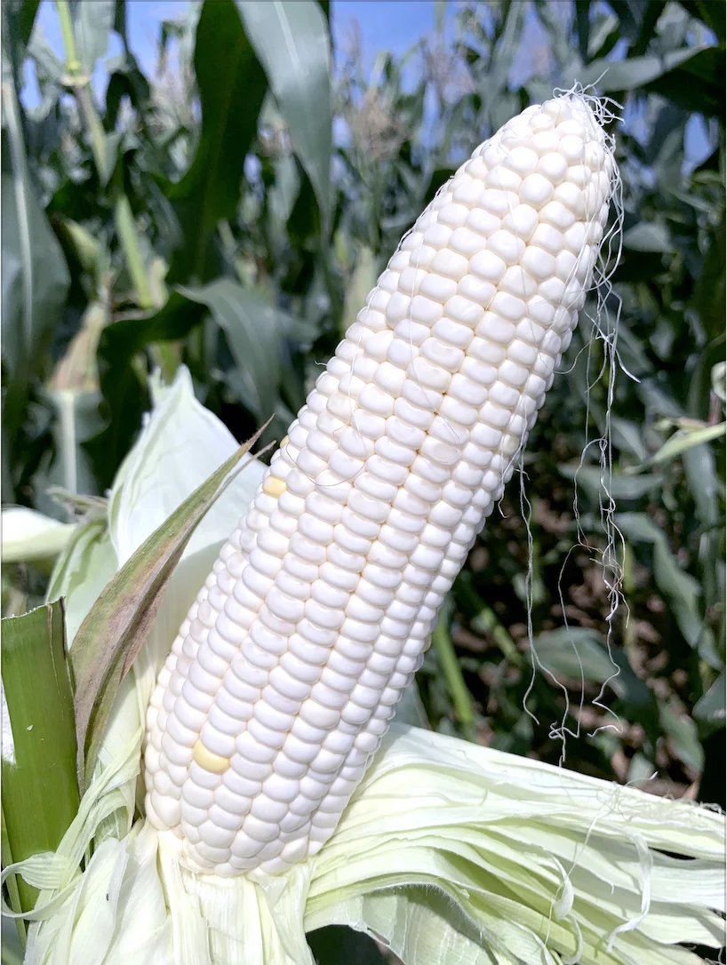 
China Quality Manufacturer white sweet waxy corn seed for sale 