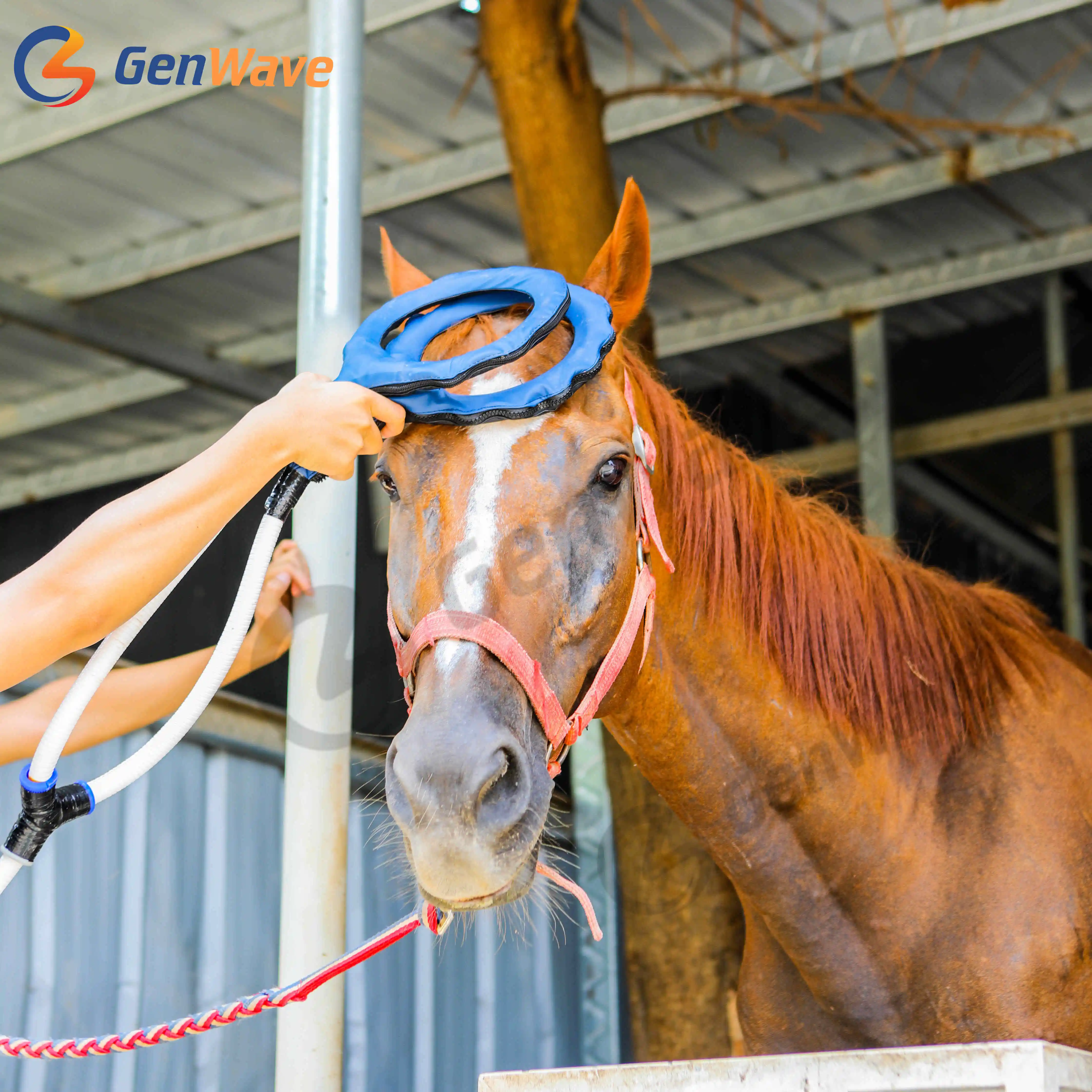 Equine PMST LOOP PEMF Electromagnetic Field Therapy Safe and Effective Treatment Reduces Pain Swelling Soreness In Horses