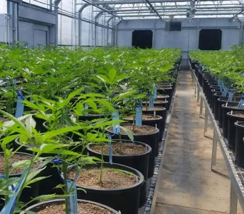 GT Fully Automated Light Deprivation Greenhouses Blackout Green House