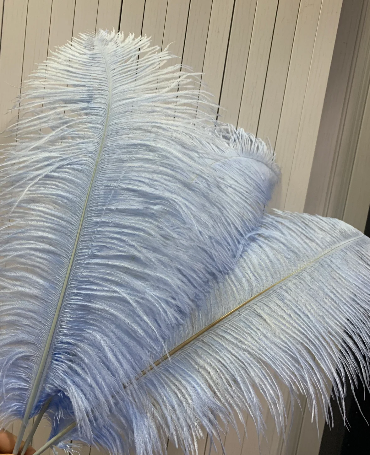 Top Sale 65-70cm Pink Ostrich Feather From South Africa For Carnival Festival
