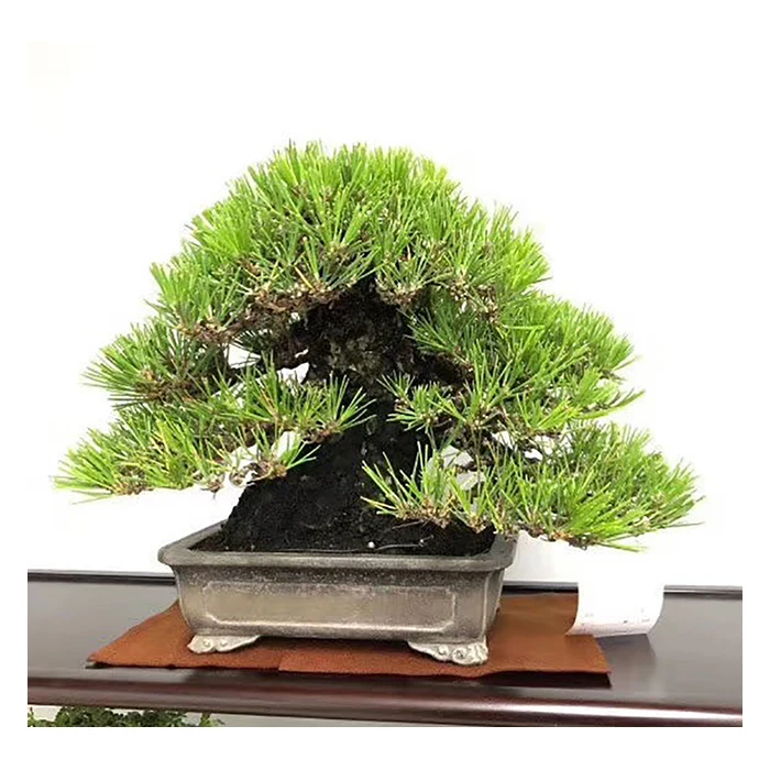 
Japanese high quality original bonsai trees real plants for home and garden 