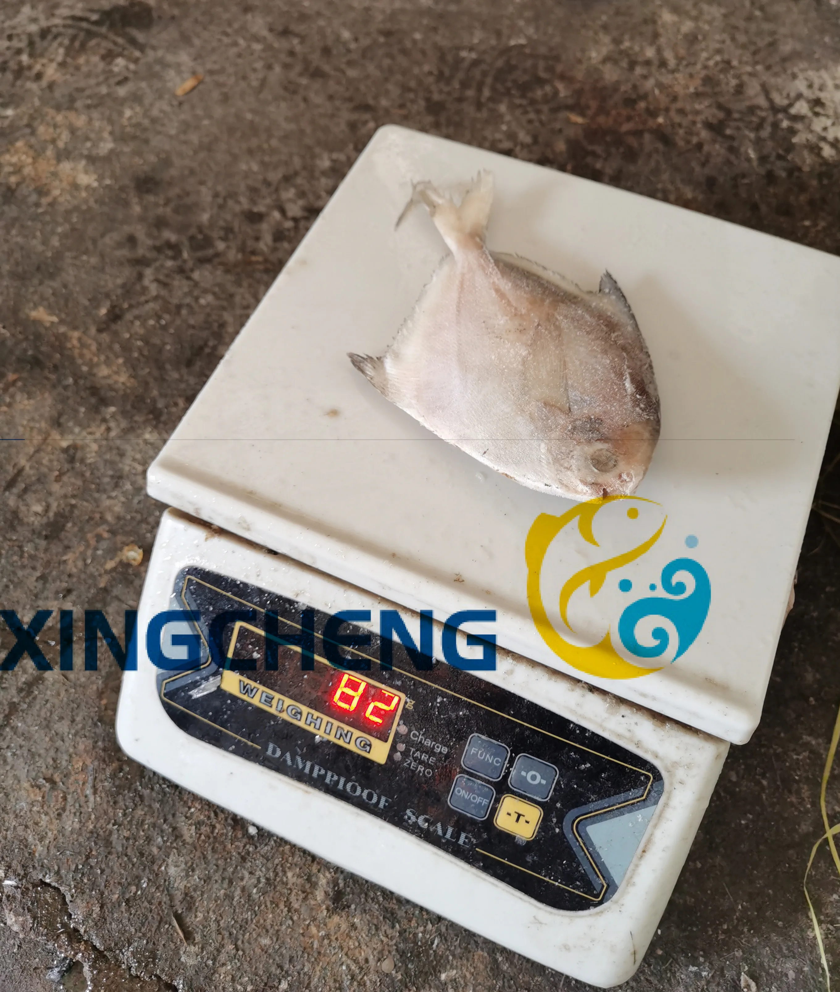 
Frozen Sea Food White / Silver Pomfret 