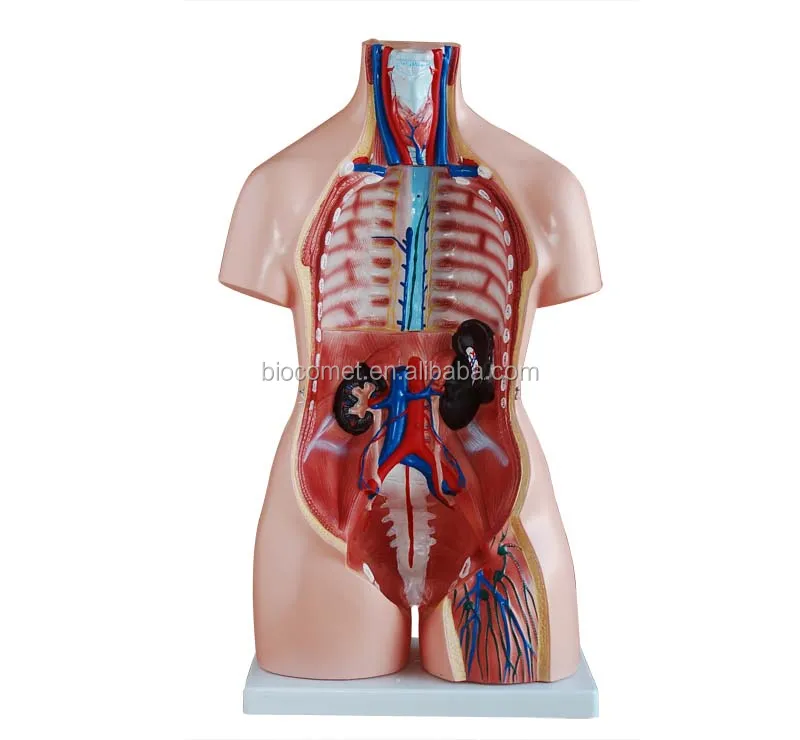 85CM Unisex Torso model 40 Parts Hospital school modelo de torso medico unisex