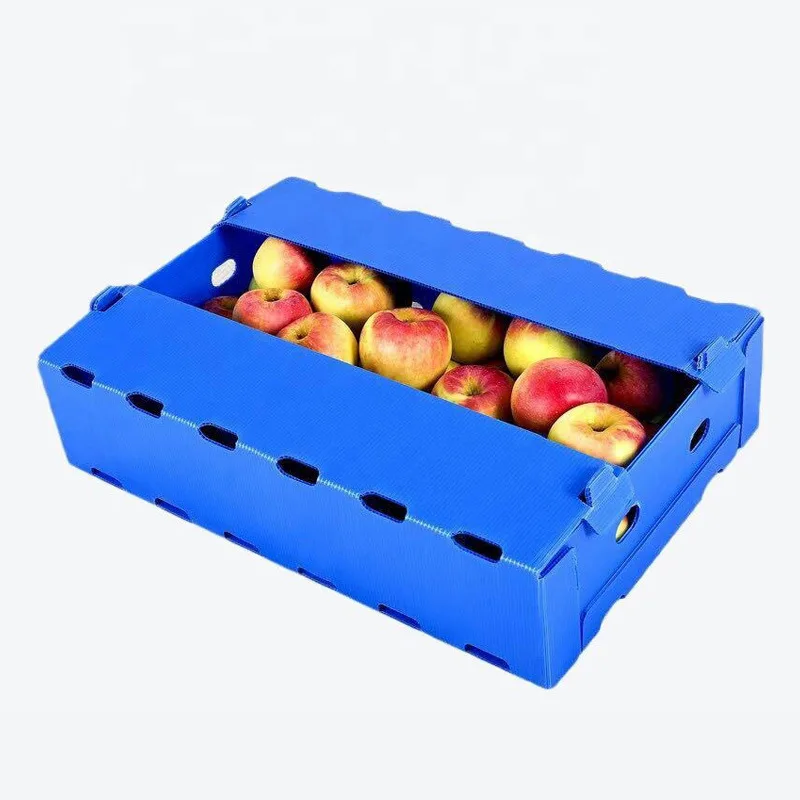 Eco-friendly Corruone Customized Pp Sweet Corn Box Plastic Asparagus Box Recyclable PP Corrugated Plastic Corn Box