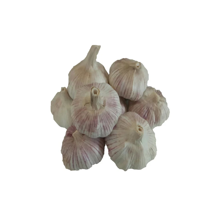 
Cheap price high quality normal fresh garlic new season garlic 
