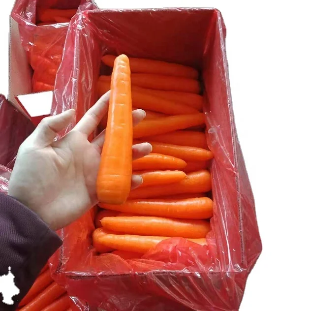 Китайская свежая Сладкая морковка, низкая цена, оптовая продажа (1600211281555)
