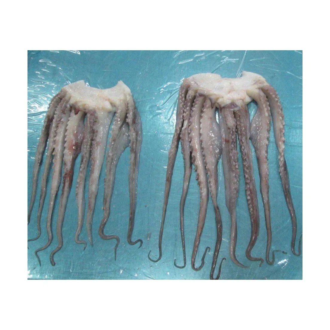 M12 High quality squid head frozen squid tentacle