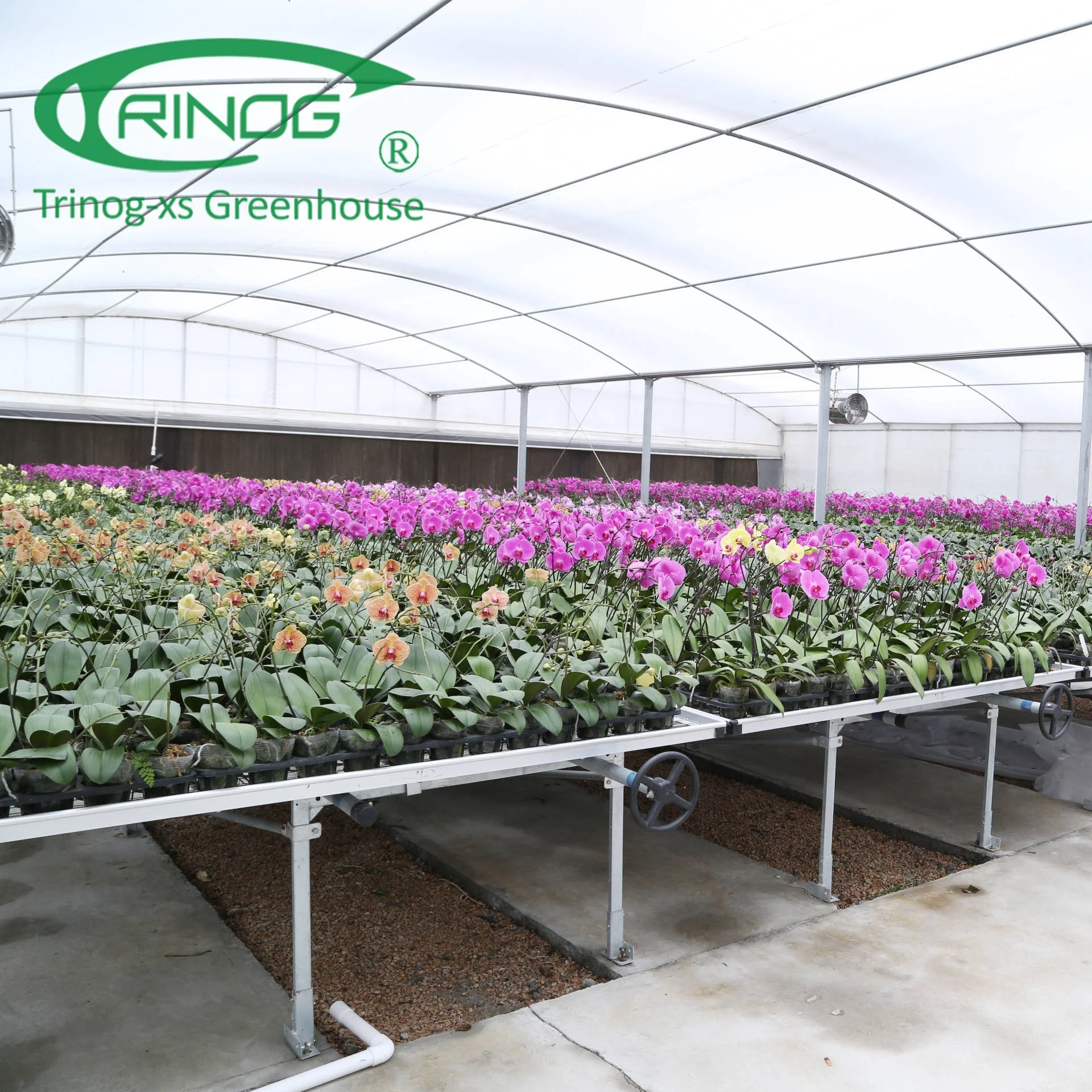 Trinog Greenhouse manufacture plastic film agriculture industrial orchid green house for net bench