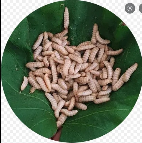 Nutritious and Healthy Best Choice Food Supplement Black Soldier Fly Insect Powder Meal (Milled Larvae) 2kg Packaging