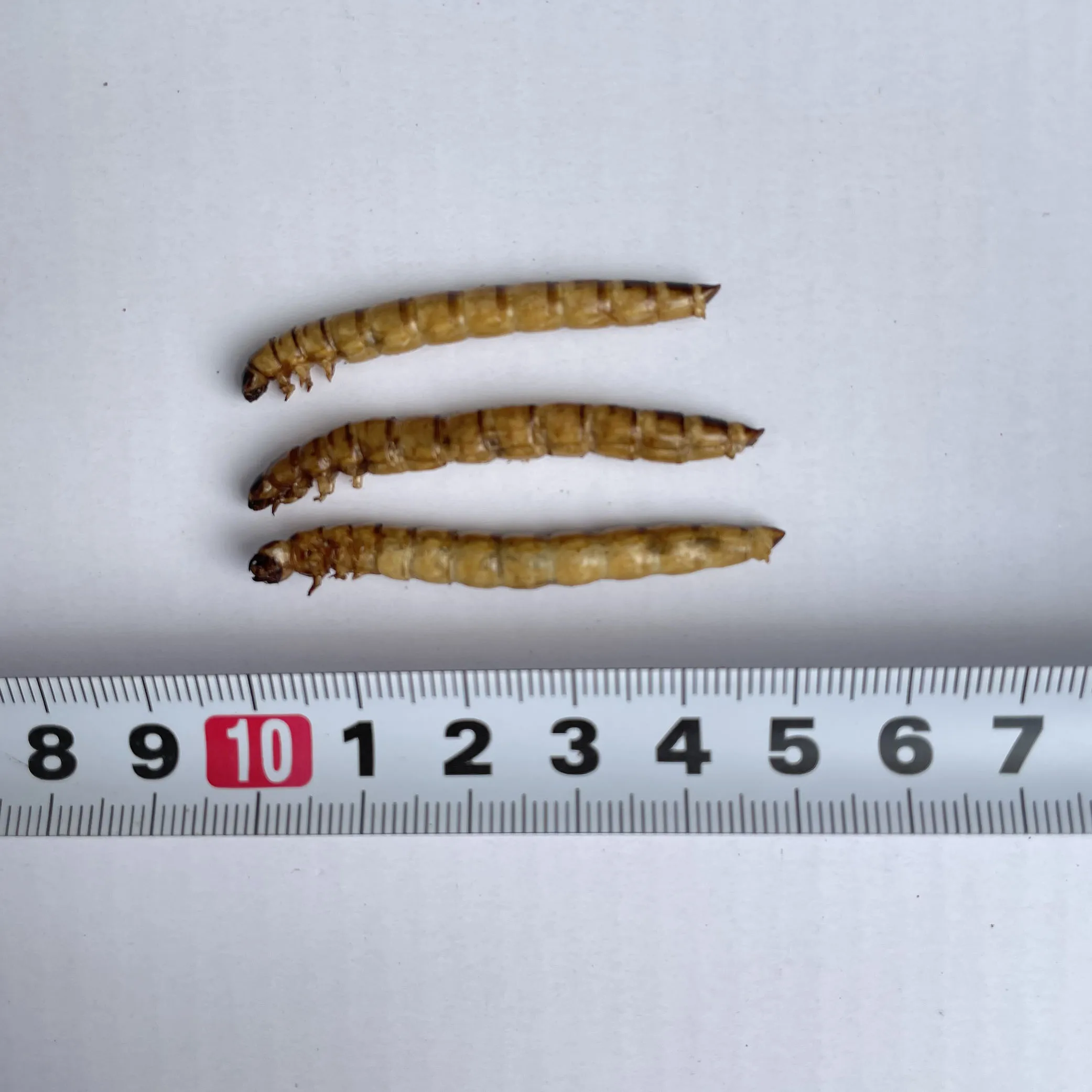 
customer designed pet foods lives birds factory dried mealworm 