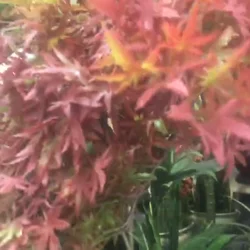 Artificial orange maple tree big tree