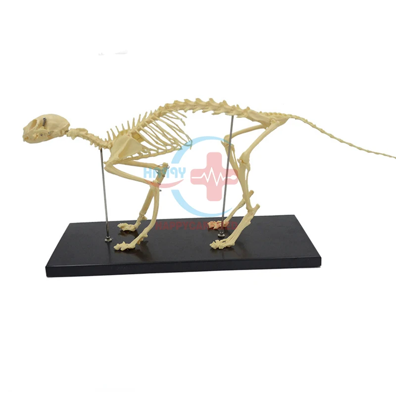 HC-R125A veterinary medical feline model Cat skeleton demonstration model