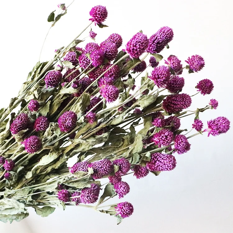 Boho decor 40-50 heads dried natural pink white dried purple Gomphrena globosa flower
