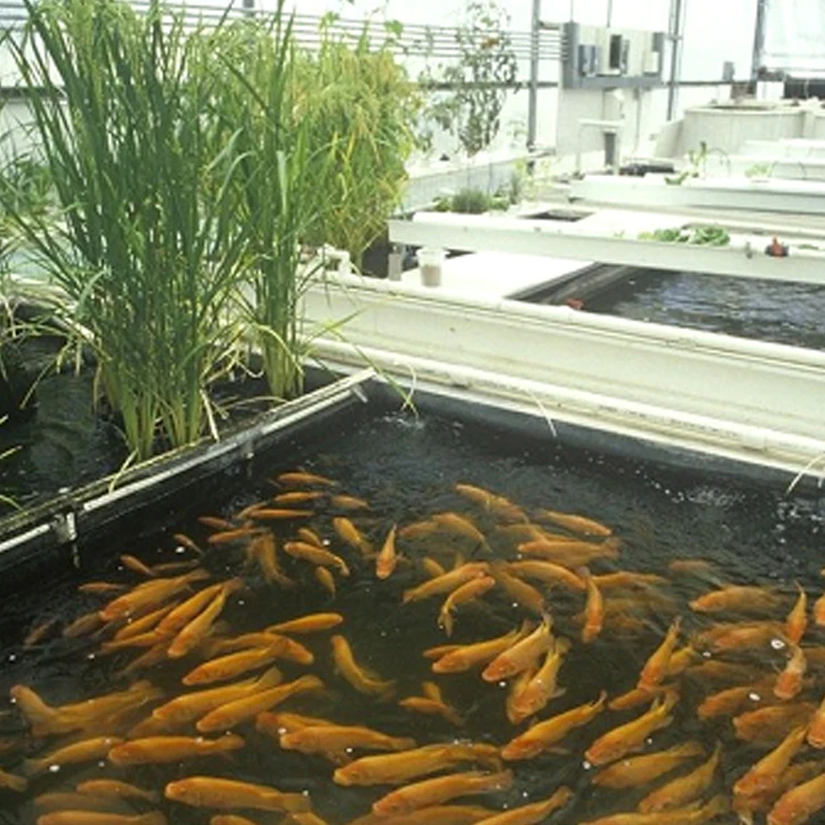 China Supplier High Tunnel Greenhouse Aquaponic System