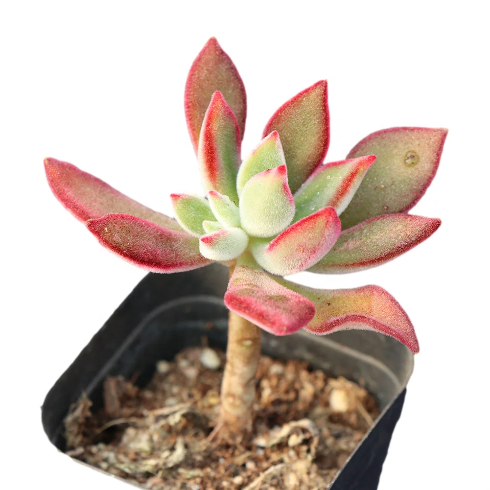 Purple  pretty  natural succulent plant  succulents with competitive price