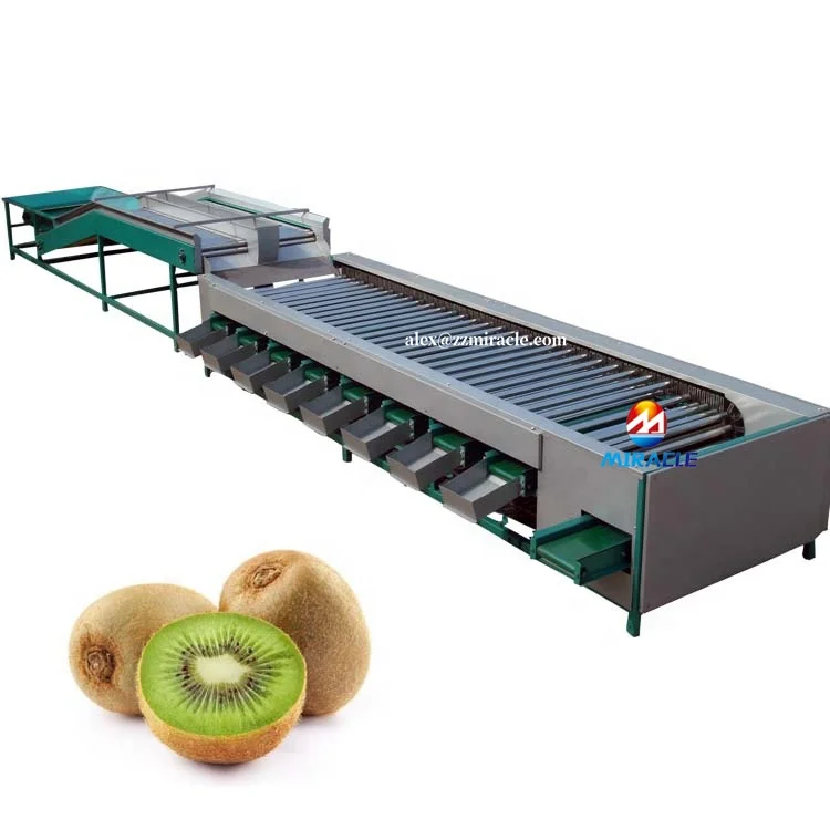 Zealand Kiwi berry Size Grading Machine Kiwi berry Weight Grader Kiwi berry Size Grader
