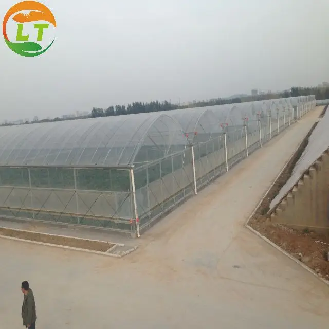 Plants growing Multi-span film greenhouse with galvanized square steel pipe