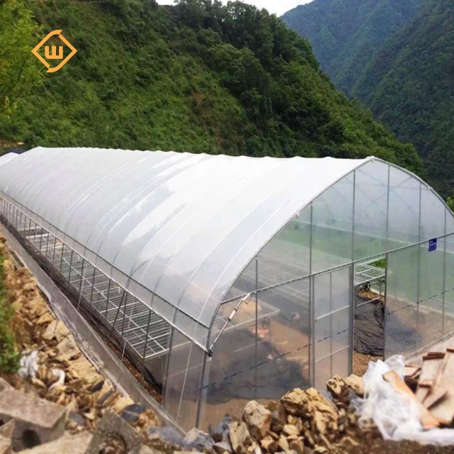 modern steel pipe tunnel tomato hook single span greenhouse structure polycarbonate commercial large green house