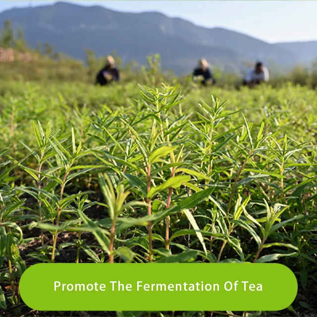 Red MOP Muriate of Potash 60% K2O 0-0-60 Granular Potassium Chloride Fertilizer CAS 7447-40-7 for Agriculture