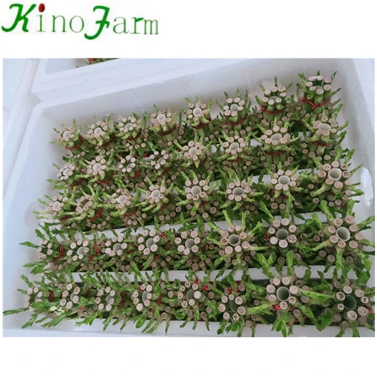 Small 2 Layers Lucky Bamboo