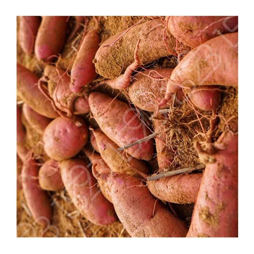 
Natural selected nutrition sweet potato wholesale affordable China Yunxi sweet potato 