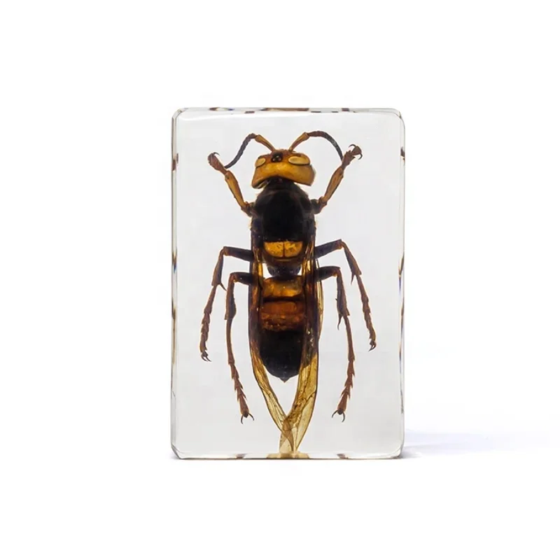 transparent vespa vespid wasp resin specimen for teaching
