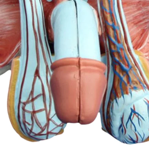 ADA  Anatomical model Advanced Male Internal & External Genital Organs and Male Genital Organ Model For Students To Learning