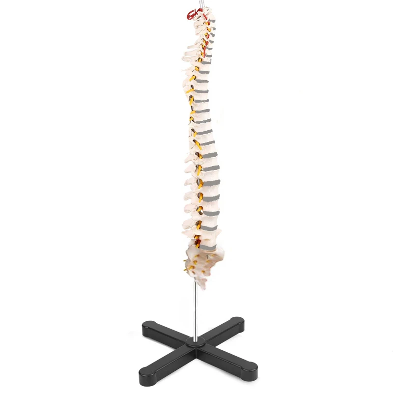 Medical Plastic Simulation Vertebral Column Skeleton Model Human Anatomy Spine Model