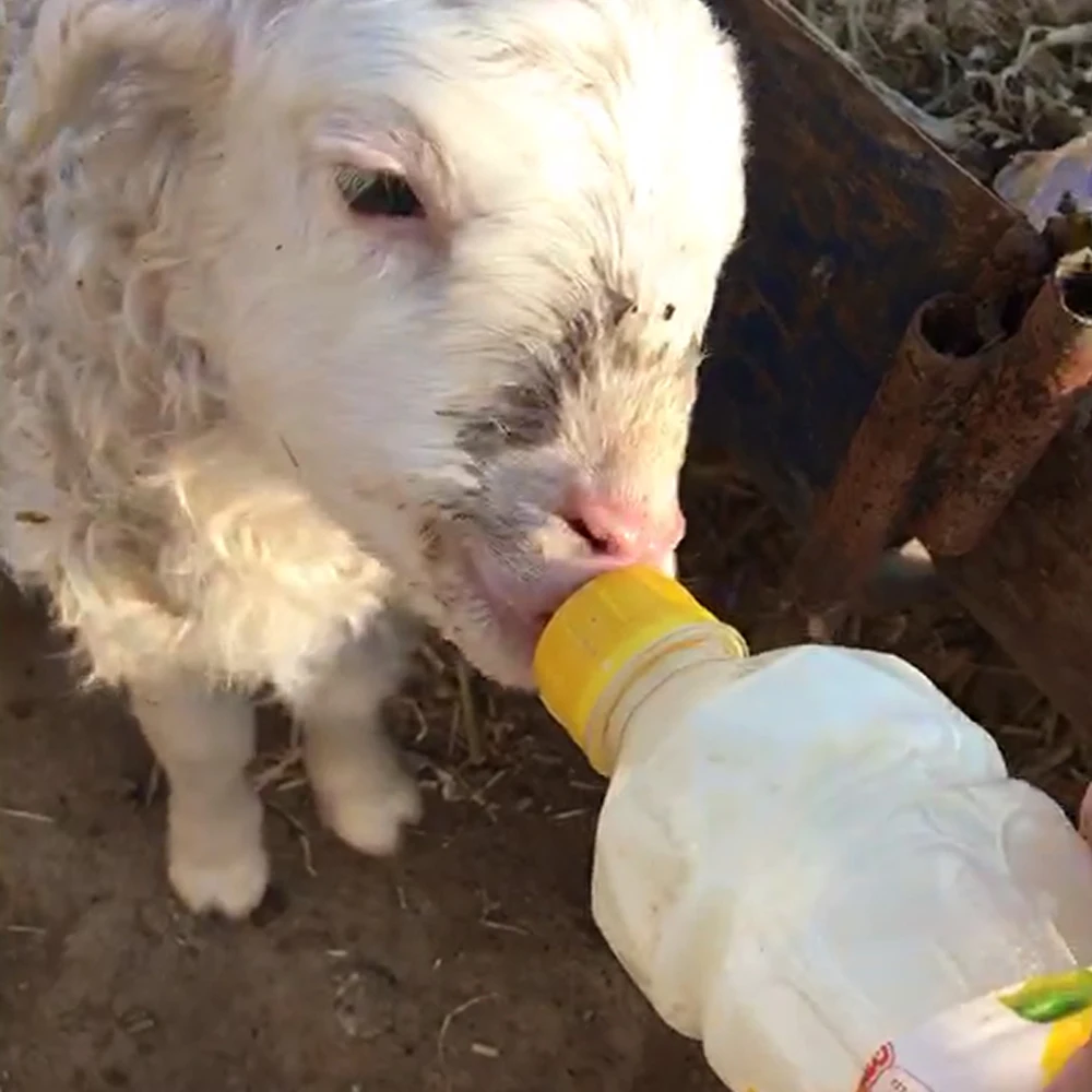 Animal Silicone Nipple Sheep Goat Nipples Feeding Teats Plastic