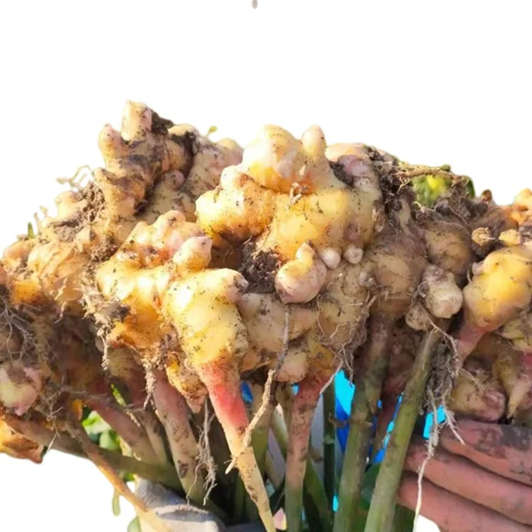 Высокое качество, фирменная торговая марка, зрелые органические сельское хозяйство, свежий молодой имбирь