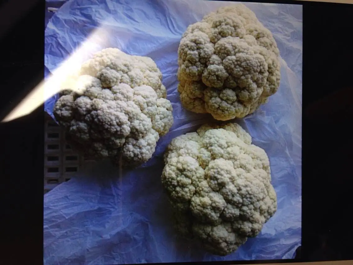 New Chinese  crop Fresh Cauliflower all year round wholesale cheap price