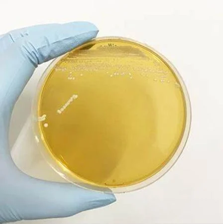 Wholesale supply Food Grade probiotics powder lactobacillus plantarum Probiotic raw materials 400B CFU/g Lactobacillus plantarum