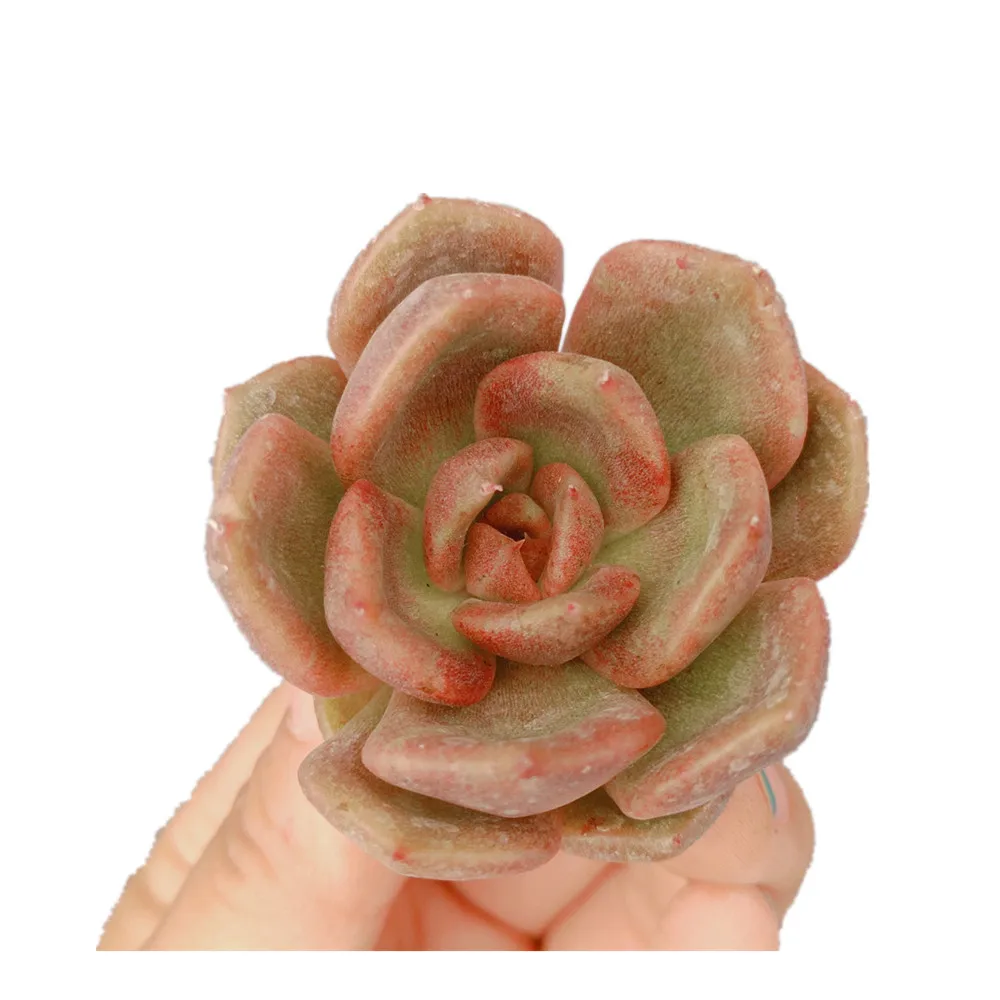 
w549 Echeveria Black Rose Succulents live plant Woody Plants indoor plant ornamental plants Flower bonsai 