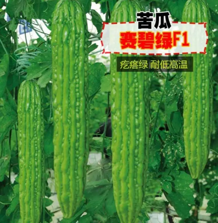 
Ku gua F1 Netherlands natural china vegetable Green bitter gourd seeds 