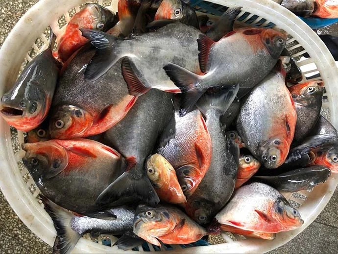 Замороженная рыба от поставщика свежий красный помад красная