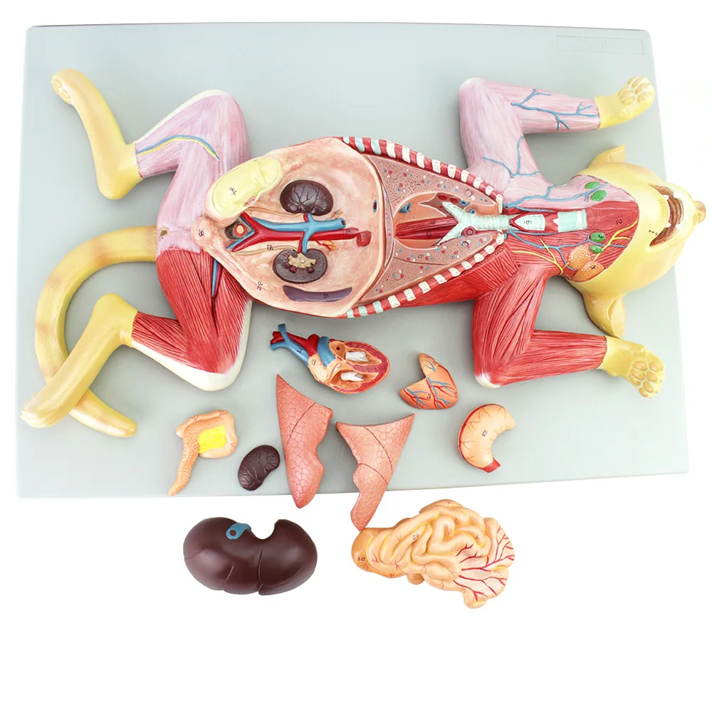 Cat anatomical model The anatomical structure of organs internal organs muscles and nerve cats