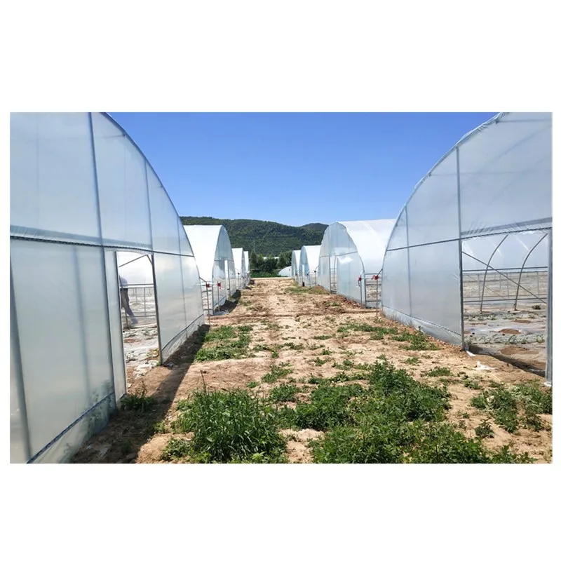 Chinese single span plastic film tunnel greenhouse