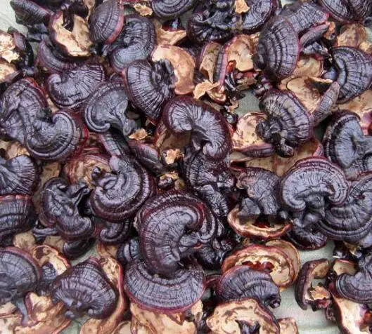 Высокочистый органический порошковый экстракт грибов рейши 10%-50%, полисахариды, гуанодерма люцидиум, гриб линджи