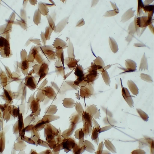 50 pcs Mixed Educational Prepared Microscope Slides Botany Human Animal Prepared Slides Packed in Slide Box