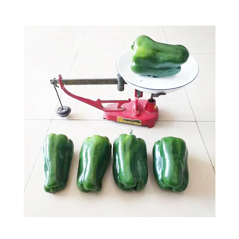 
Hybrid F1 big size sweet pepper seeds from china for growing 