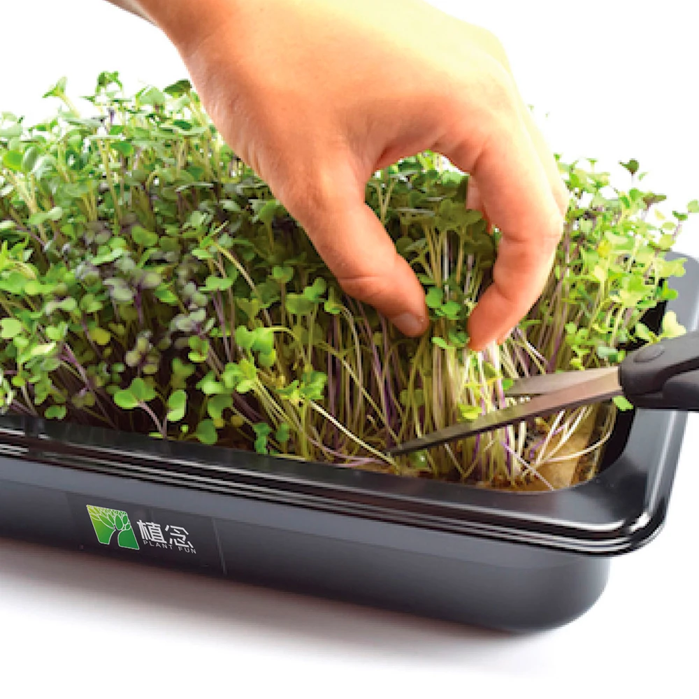 Amazon hot selling easy microgreen for growing microgreens at home with planting tray