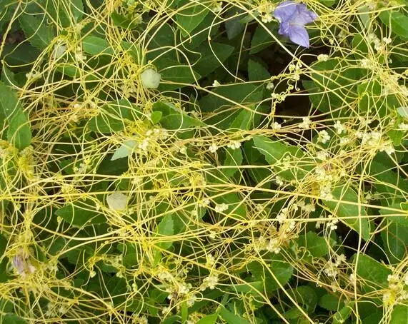  Высококачественный экстракт семян корма 10:1 порошок 1 кг Цена