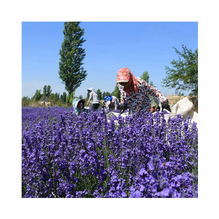 Low Price Guaranteed Quality Sell Well New Type Dry Dried Lavender Buds Seed