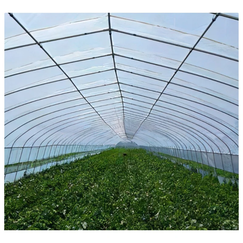 Factory Prefabricated Multi-Span Galvanized Steel Structure Vegetables/Fruit Trees/Flowers/Seed Plastic/Film/ Greenhouse